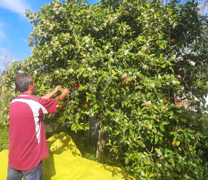بالرغم من تراجع الإنتاج.. بني خلاد تستمتع بموسم "الزهر"