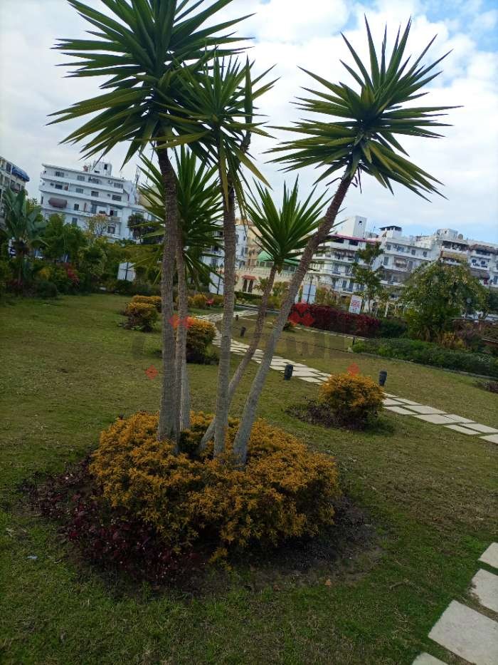 ألبوم صور - حديقة فريال.. أشجار بورسعيد الشاهدة على التاريخ