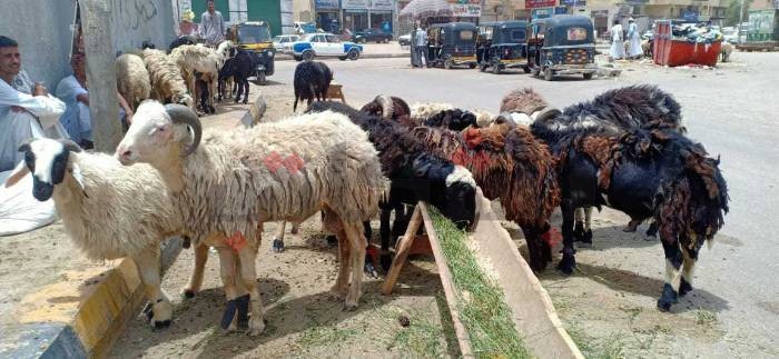 بسبب المستريح.. لا أحد يضحي في إدفو