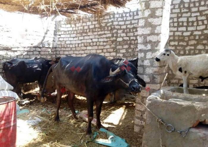 استمرار حملة تحصين المواشي ضد الحمى القلاعية بقرى أسوان