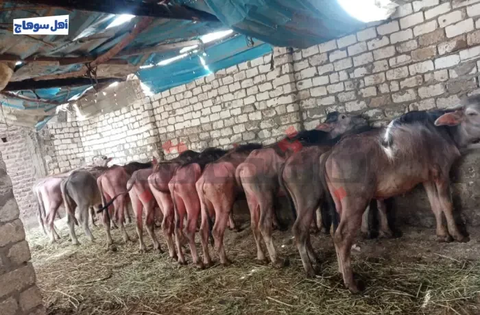  خفض إنتاج وركود..غلاء"الأعلاف" يضرب موسم "الأضاحي" 