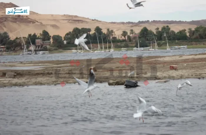 تفاصيل زيارة وفد السياحة والبيئة في محافظة أسوان 