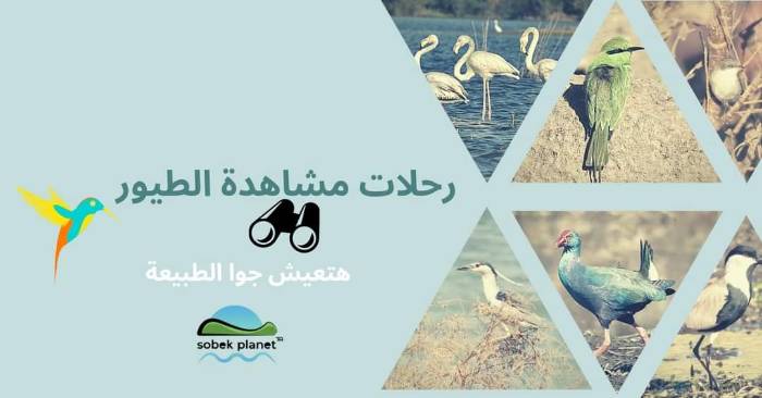 تدريب مجاني لمحبي الطيور في أسوان