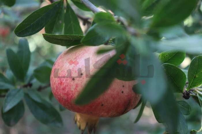 "الفلاحة" تعلن مكافحتها لدودة الخروب