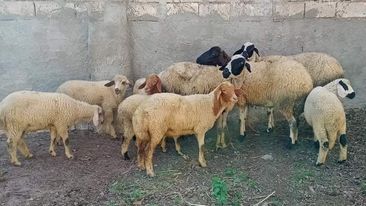 تفكيك عصابة سرقة مواشي بقرمبالية