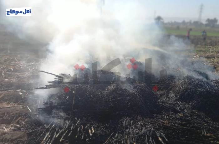 مزارعو سوهاج يلجؤون إلى حرق "البوص" لـ "تطهير الأرض" والمحافظ يعلن الطوارئ
