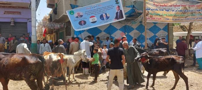 بالمجان.. علاج المواشي والدواجن في قوافل بيطرية بالمنيا