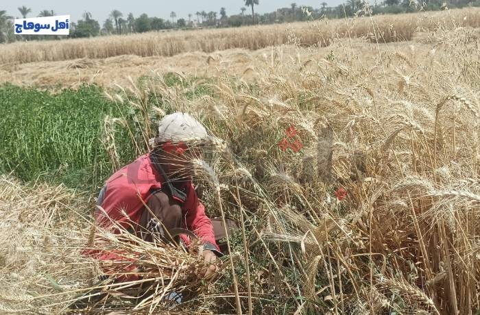 أعباء المزارعين تزيد في موسم الحصاد والنقابة: الحكومة تضع الفلاح في أولويتها