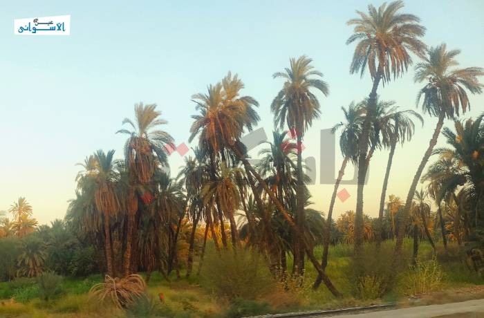 "التمور المصرية”.. من نخيل أسوان (البداية)