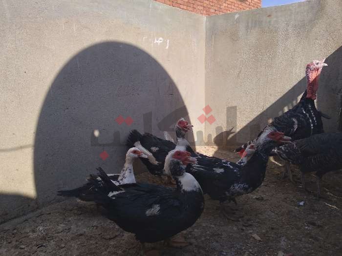 بسبب أعياد الميلاد زيادة بعض أسعار السلع الغذائية في أسوان